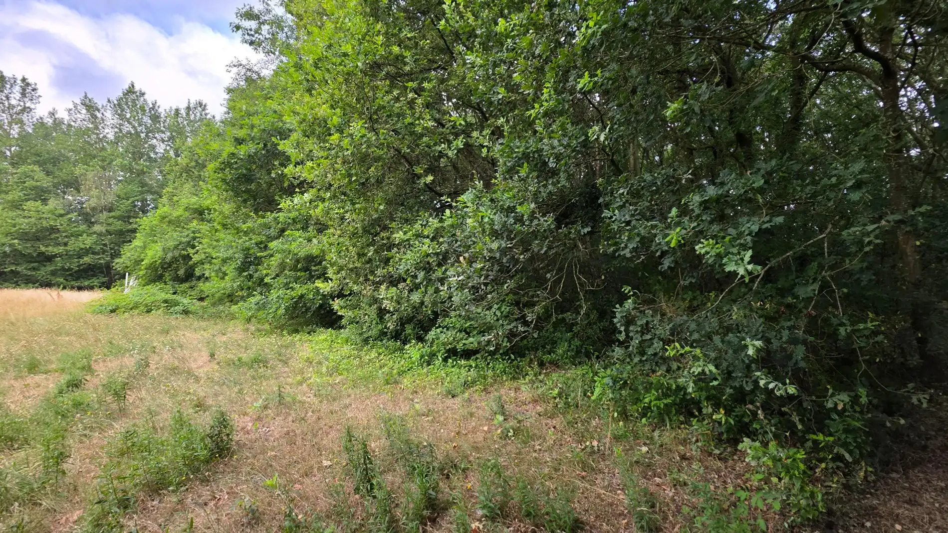 Ruim groen perceel van 5.220 m² te koop in Tremelo foto 5