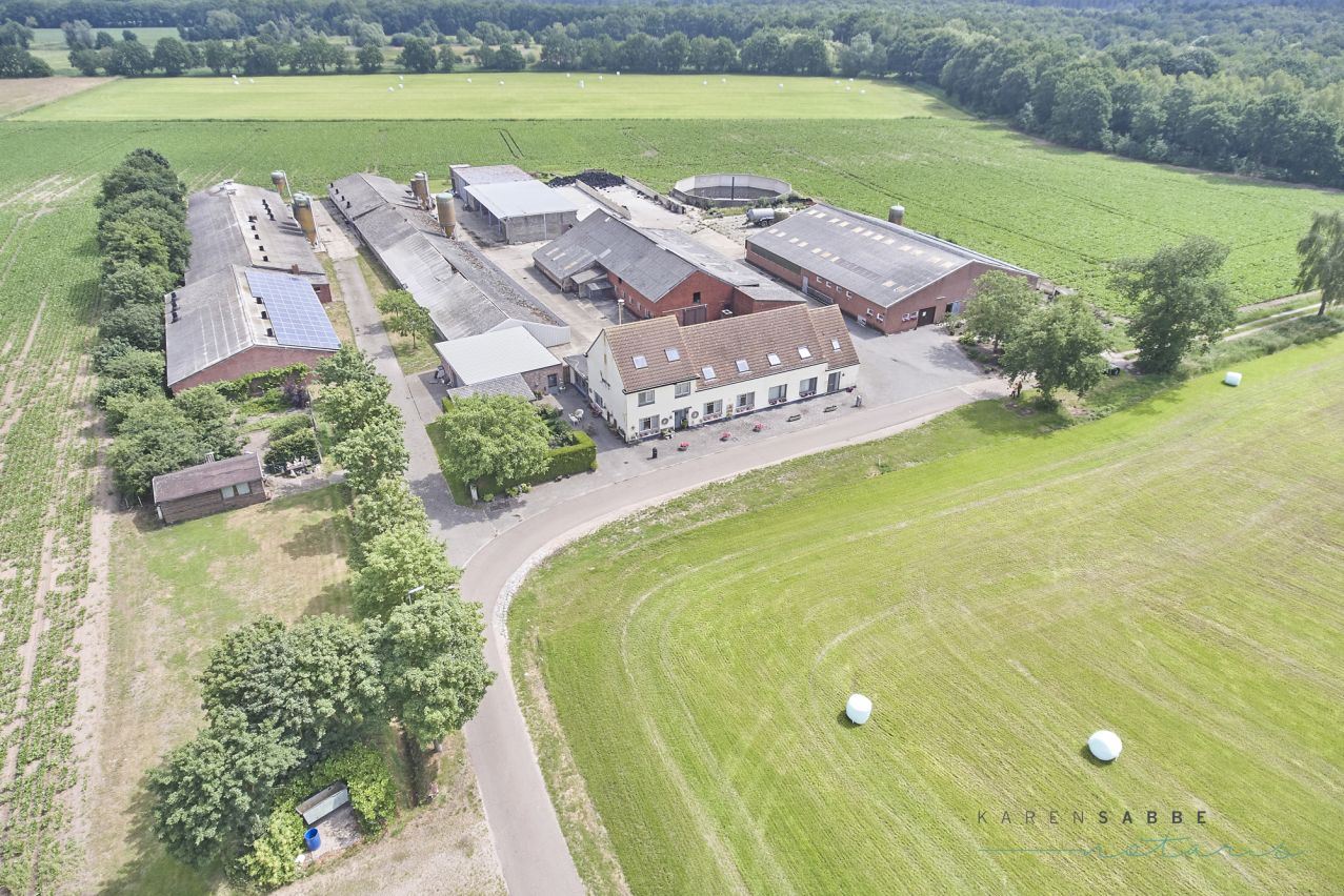 Hoeve met 2 woningen en stallen te koop te Hamont-Achel op 6,5 à 14 ha foto {{pictureIndex}}