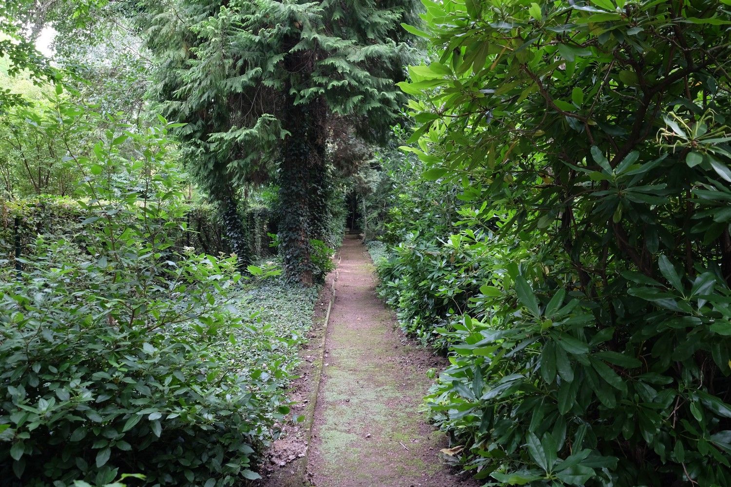 Uniek perceel met een charmante vakantiewoning midden in de natuur omgeven door een uitzonderlijke collectie van prachtige bomen. foto 18