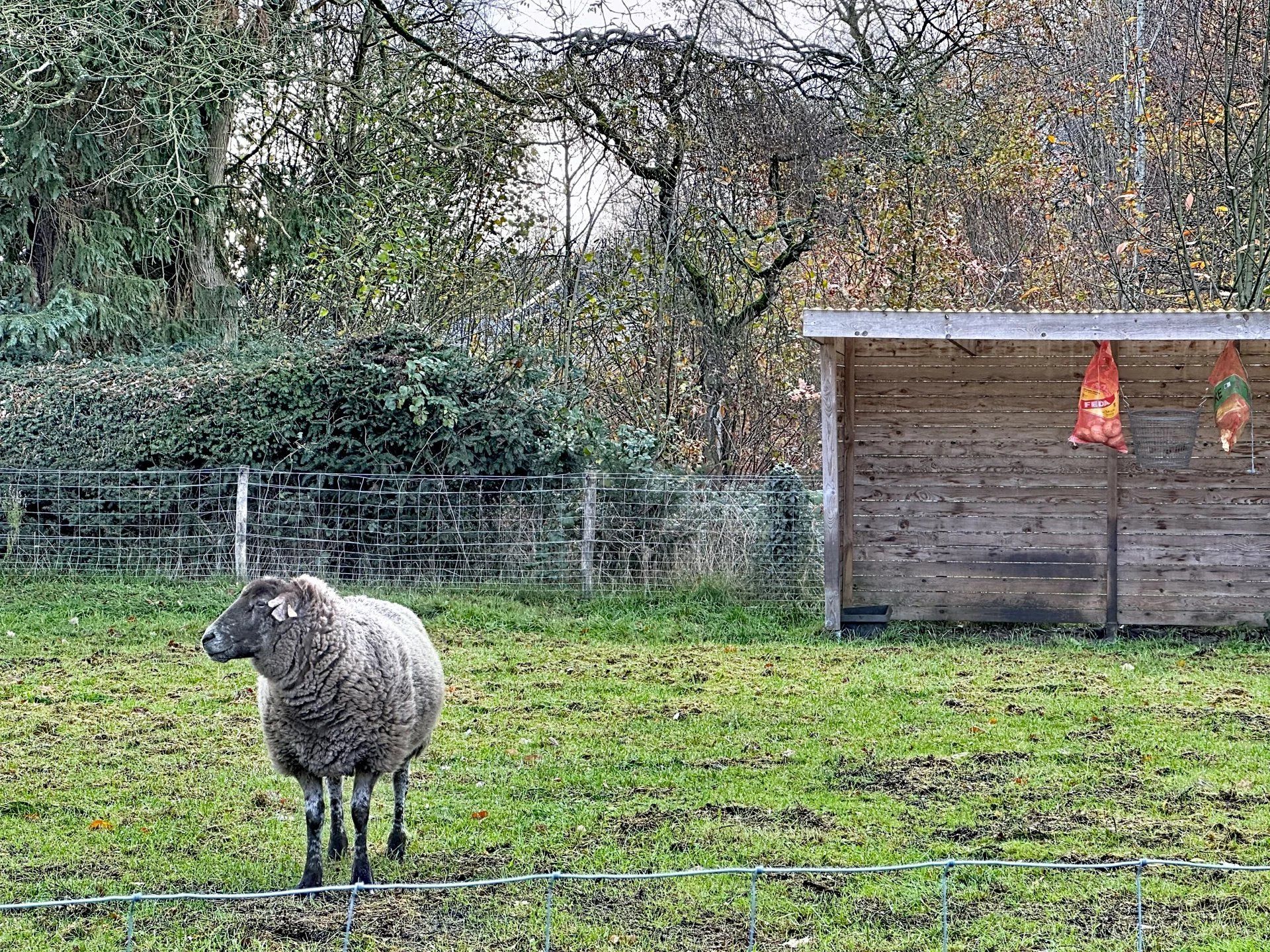 Bouwgrond voor open bebouwing te Mol-Gompel van 7a18ca. foto 6