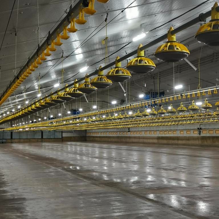 Modern pluimveebedrijf foto 4