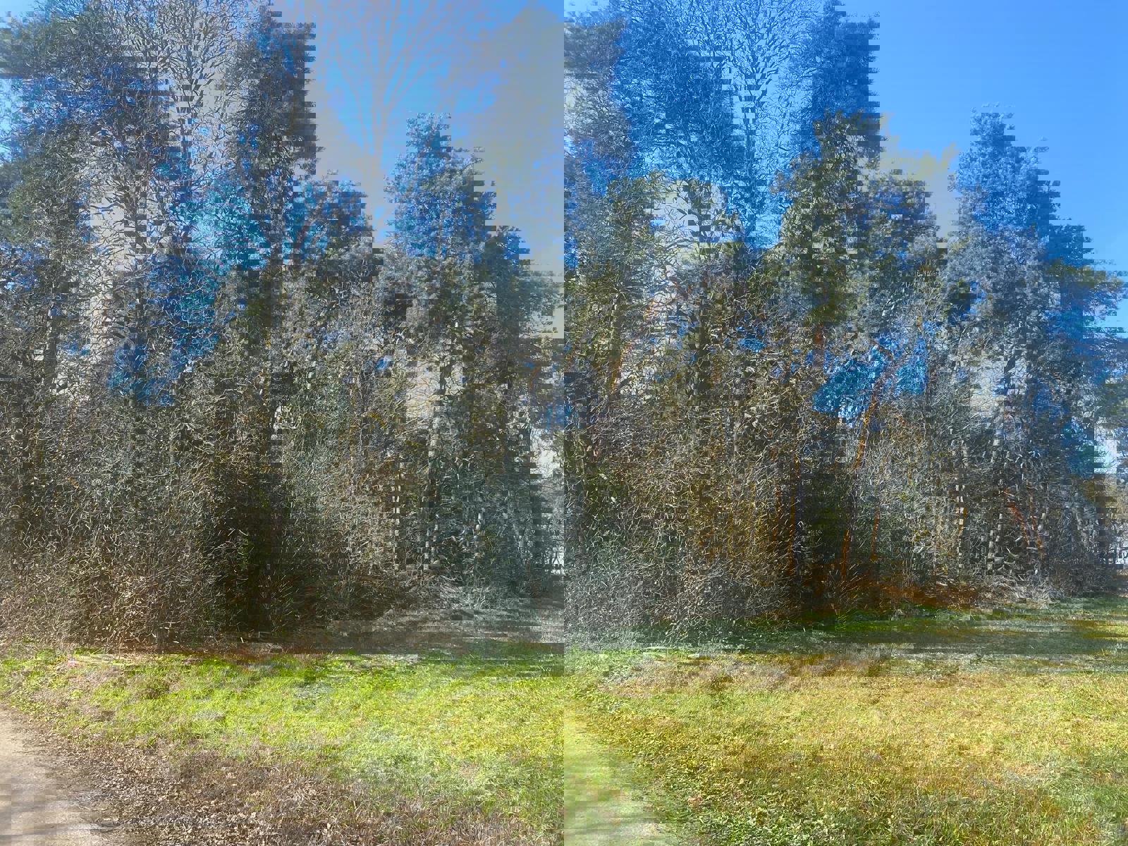 Perceel bosgrond gelegen aan verbindingsweg tussen Scheps en Schoor te Balen foto 4