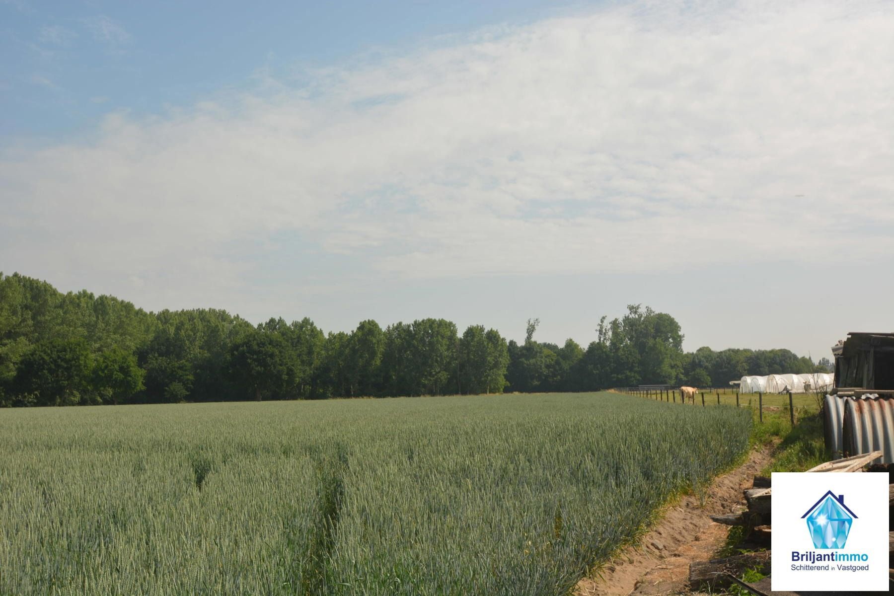 Perceel bosgrond van 2620 m² gelegen in Weerde/Zemst foto 3