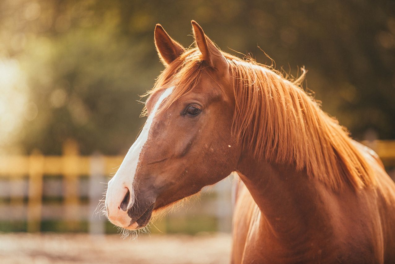 Hoeve geschikt voor hippische accomodatie te koop te Terneuzen foto 1