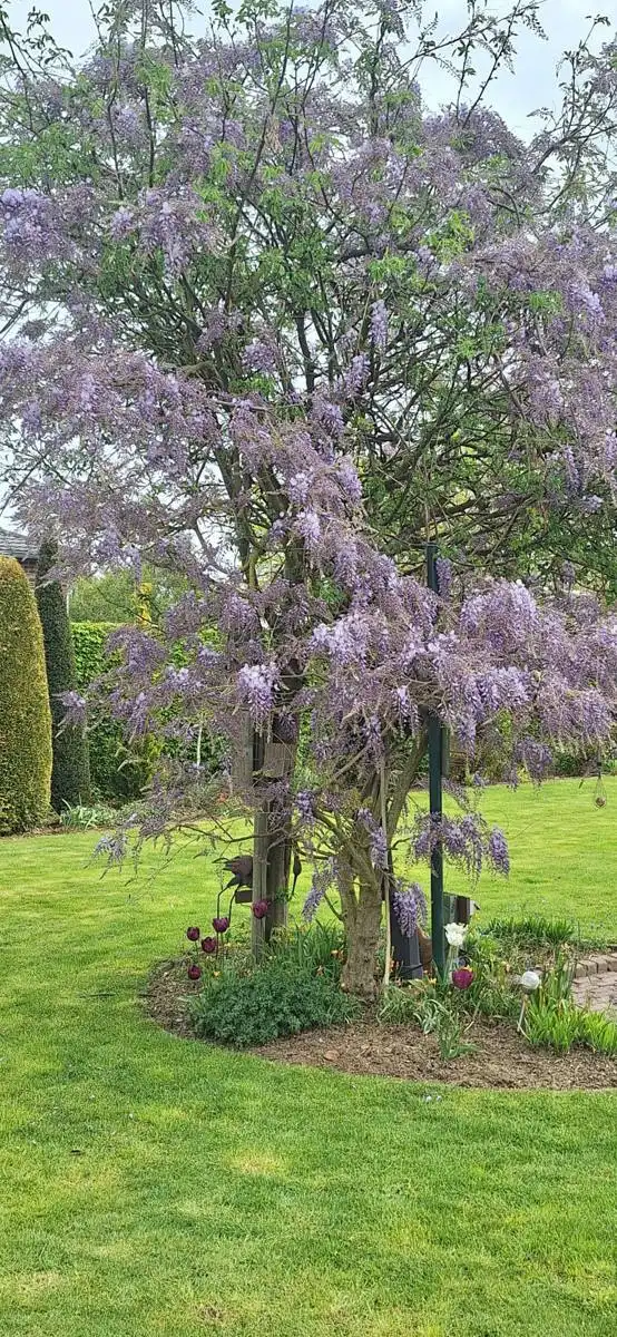 Huis te koop foto 42