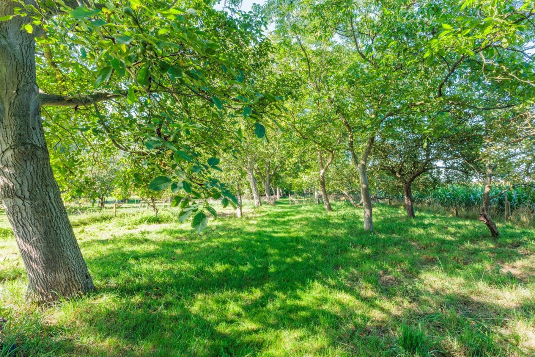 Vrijstaande woning op een perceel van meer dan 45 are foto 7