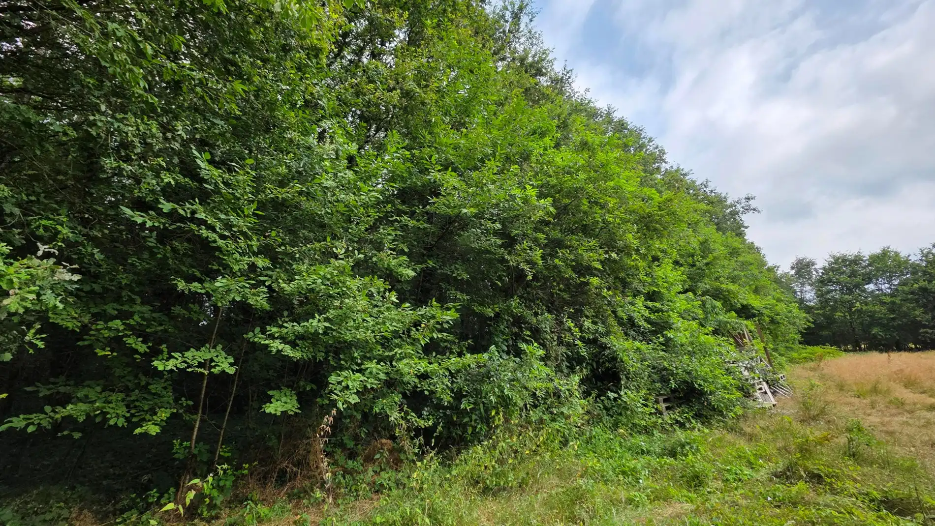 GROEN PERCEEL VAN 3.410 M² IN BETEKOM foto {{pictureIndex}}
