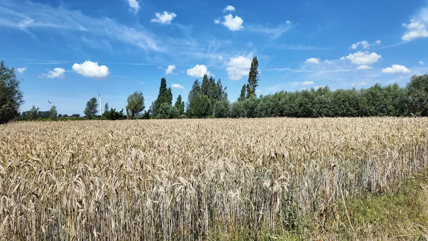 Te renoveren woning met weide op royaal perceel in Eeklo foto 29