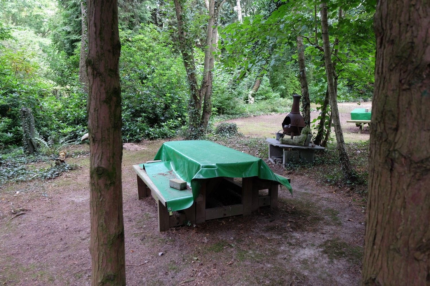 Uniek perceel met een charmante vakantiewoning midden in de natuur omgeven door een uitzonderlijke collectie van prachtige bomen. foto 17