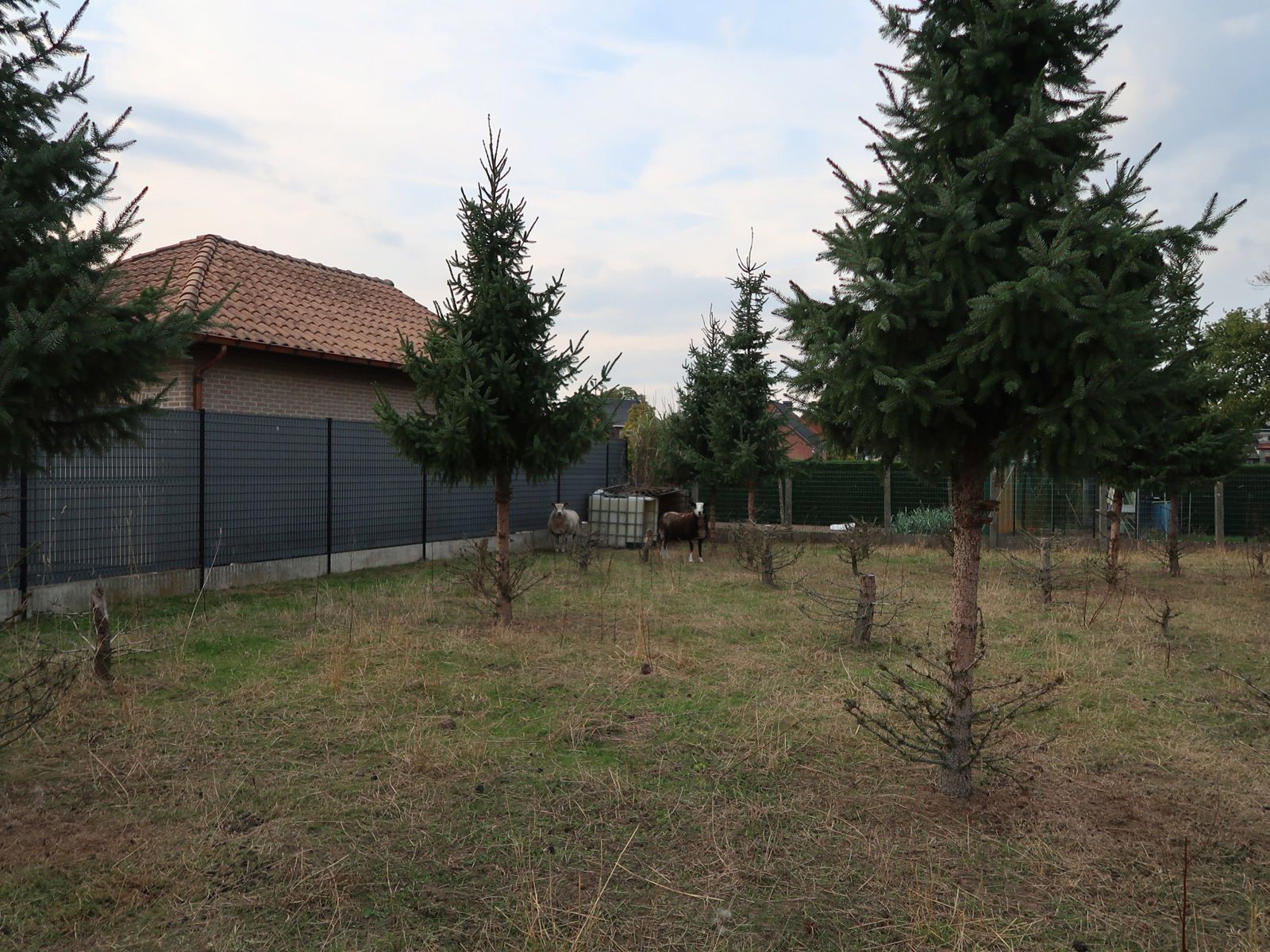 Ruim bouwperceel van 770m² l Topligging te Oevel Westerlo foto 6