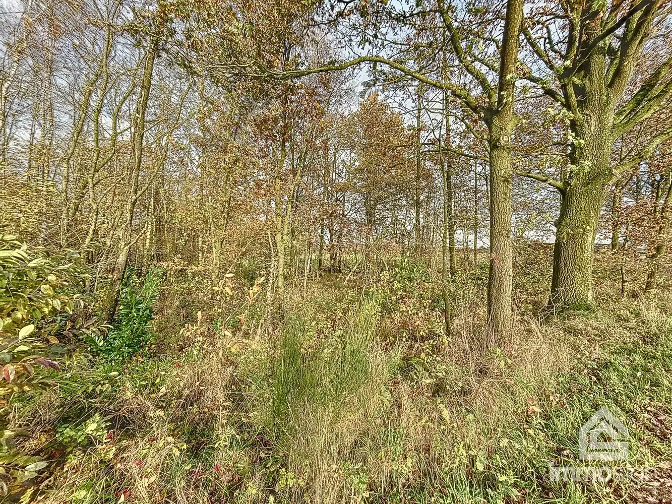 Bosgrond van maar liefst 3HA12A groot foto 5