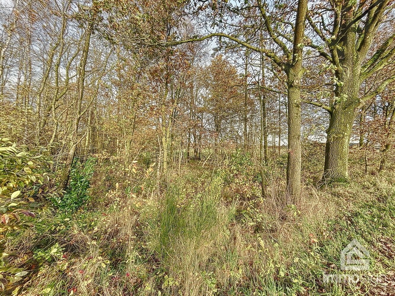Bosgrond van maar liefst 3HA12A groot foto 5