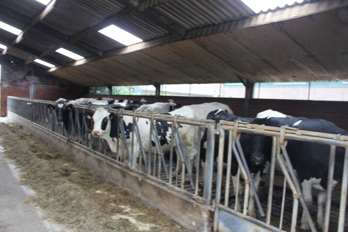 Melkveebedrijf met 38,70 ha grond te koop te Bocholt foto 5