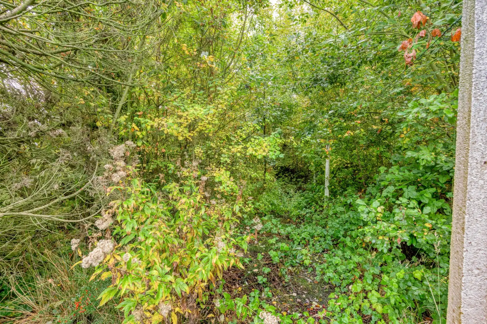 Rustig gelegen te renoveren woning op een mooi perceel van 13 are. foto 25