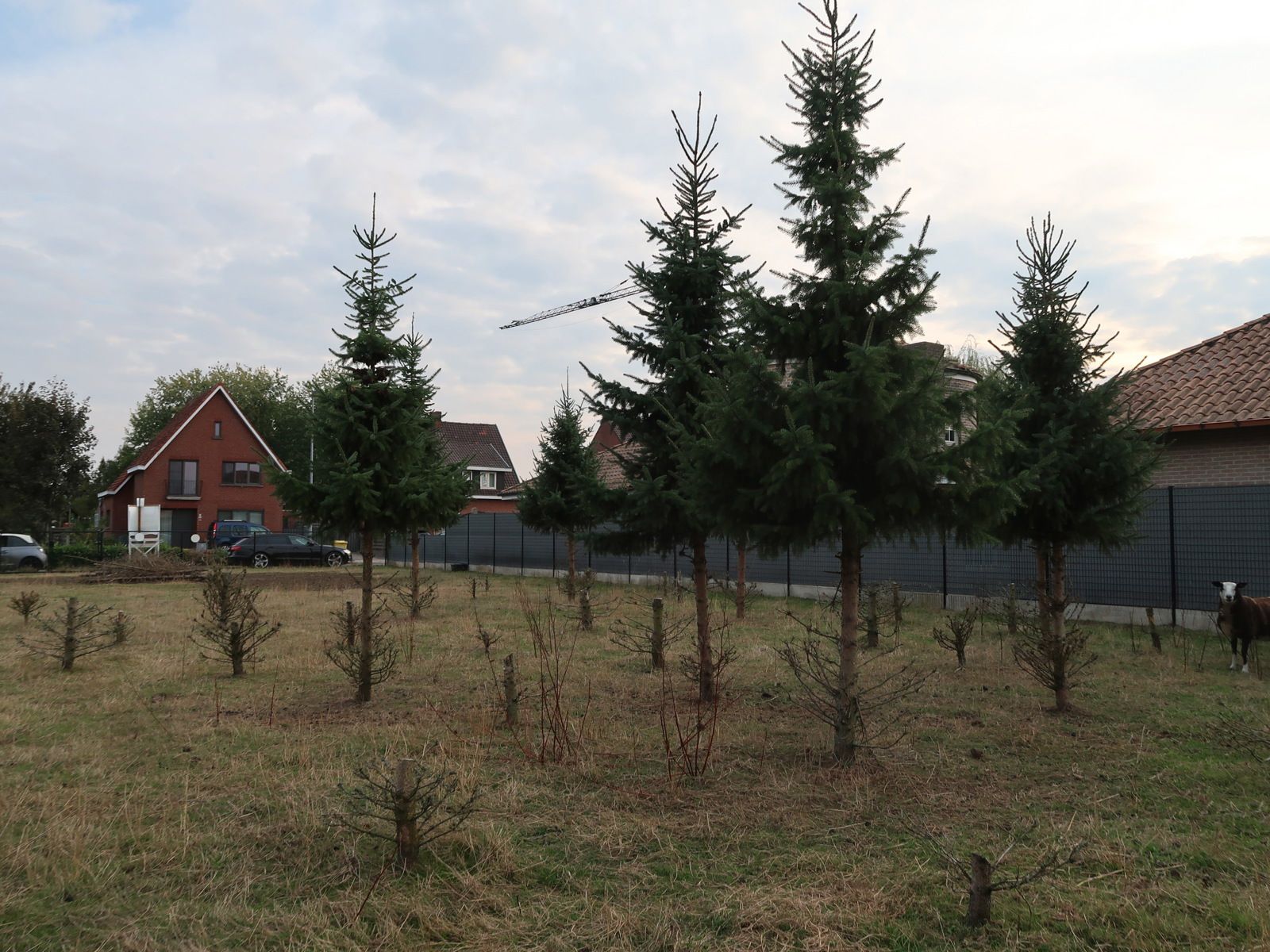 Ruim bouwperceel van 770m² l Topligging te Oevel Westerlo foto 4