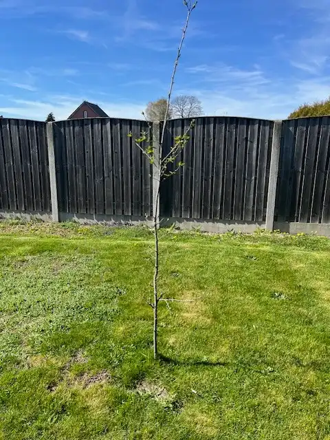 Instapklare woning met 4 slaapkamers en volledig omheinde tuin in landelijke omgeving van Rotem, Dilsen-Stokkem. foto 16
