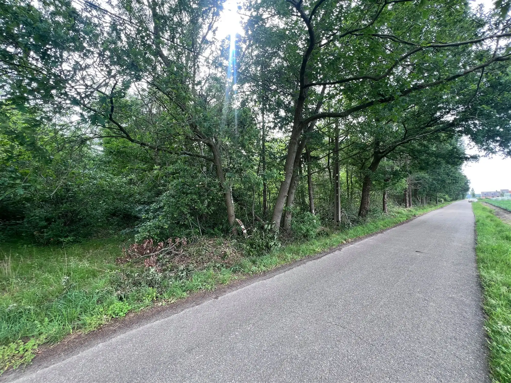 Bosperceel van 6.340 m² op rustige ligging te Oud-Turnhout foto 4