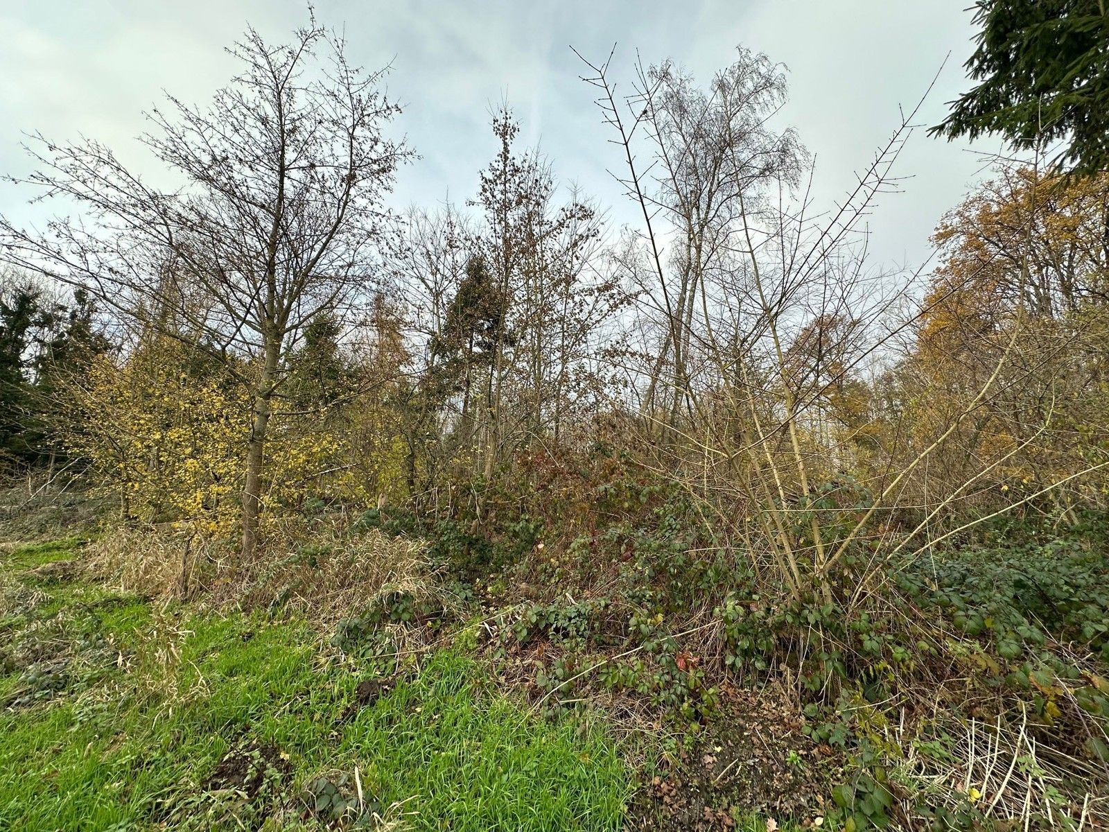 Bosgrond 10.950 m² te HAACHT foto 12