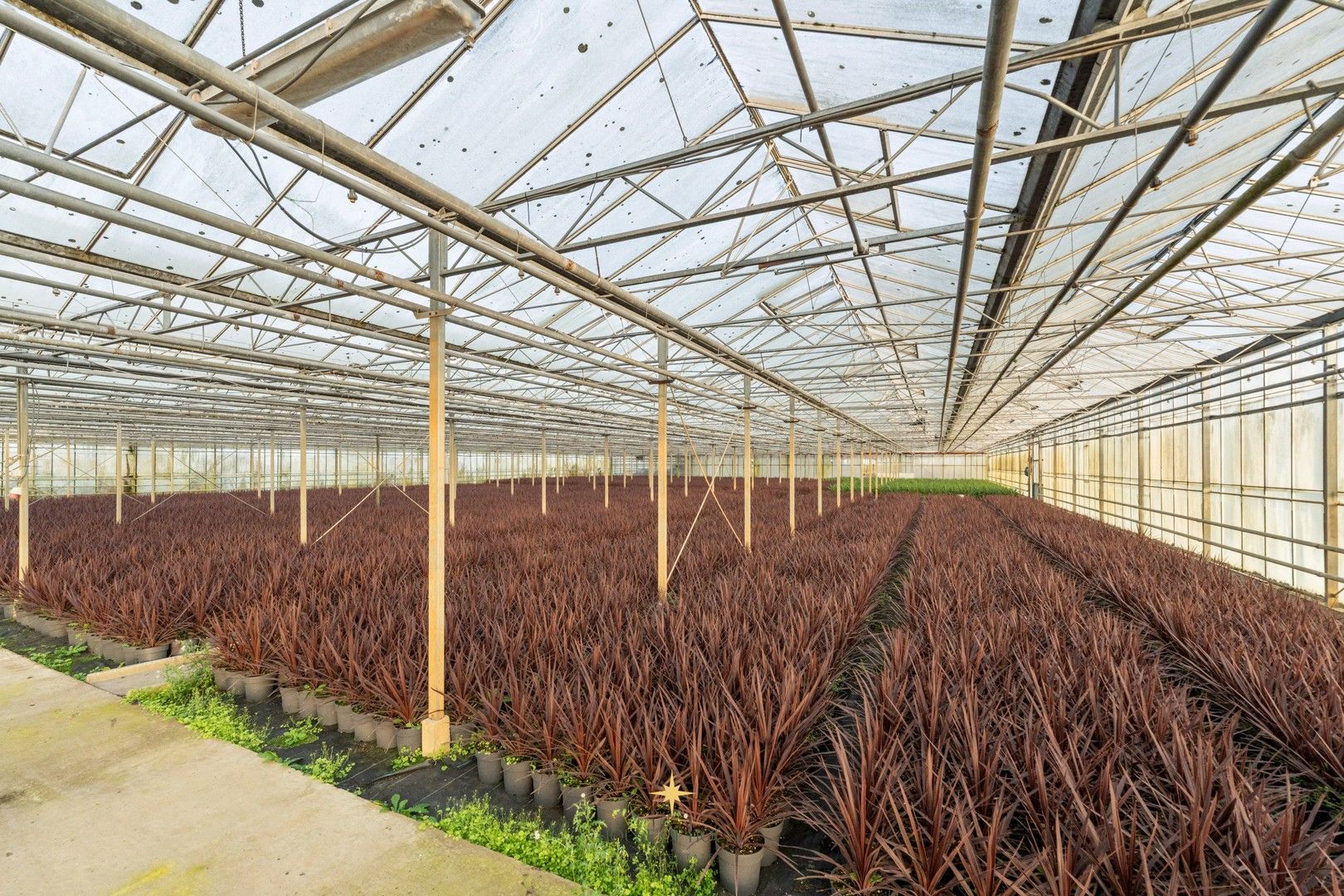 Sierteeltbedrijf met villa, loods en serrecomplex op ± 2 HA te Laarne zonder bedrijfsovername foto 31