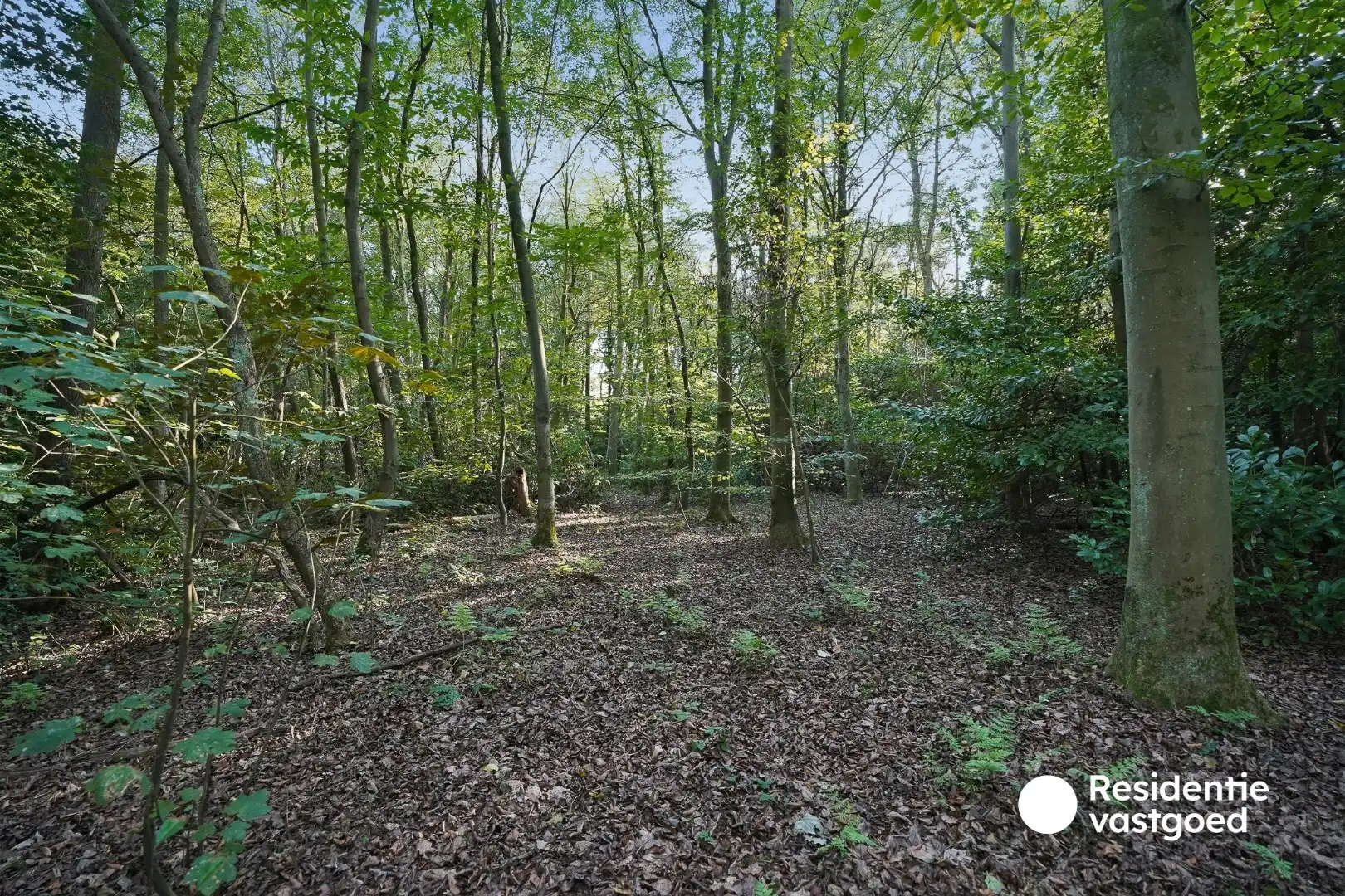 Bosgrond van 4.193 m² op rustige ligging in Sijsele foto 4