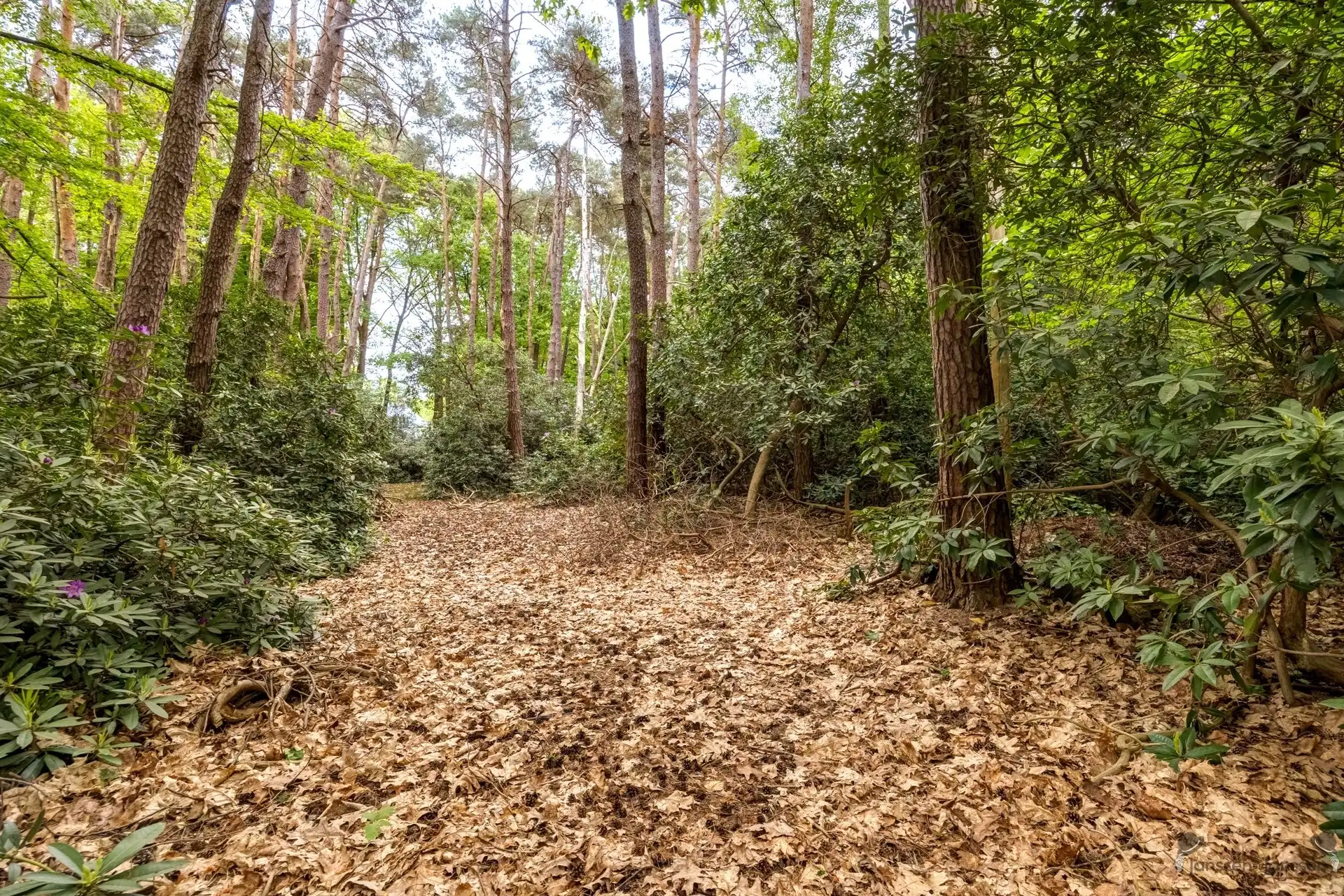 Karaktervolle cottage-villa op een royaal perceel van 8.603 m² in Kapellenbos. foto 41