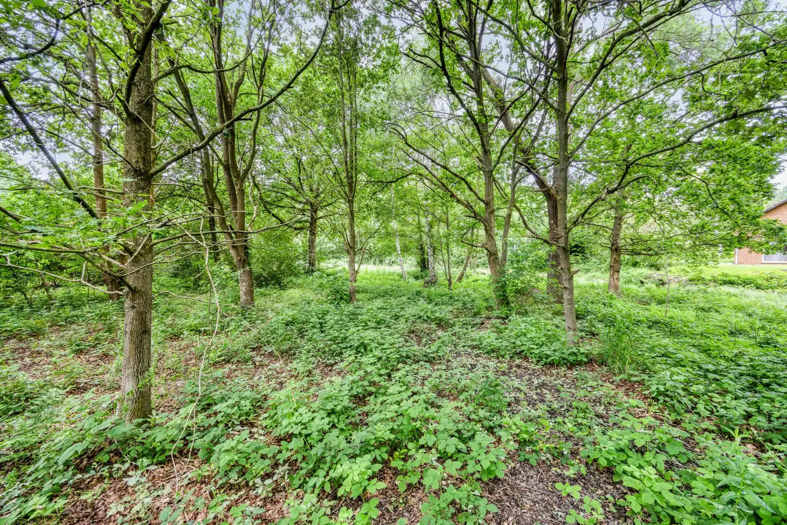 Bouwgrond op 16a 76ca te koop in Tessenderlo-Ham foto 13