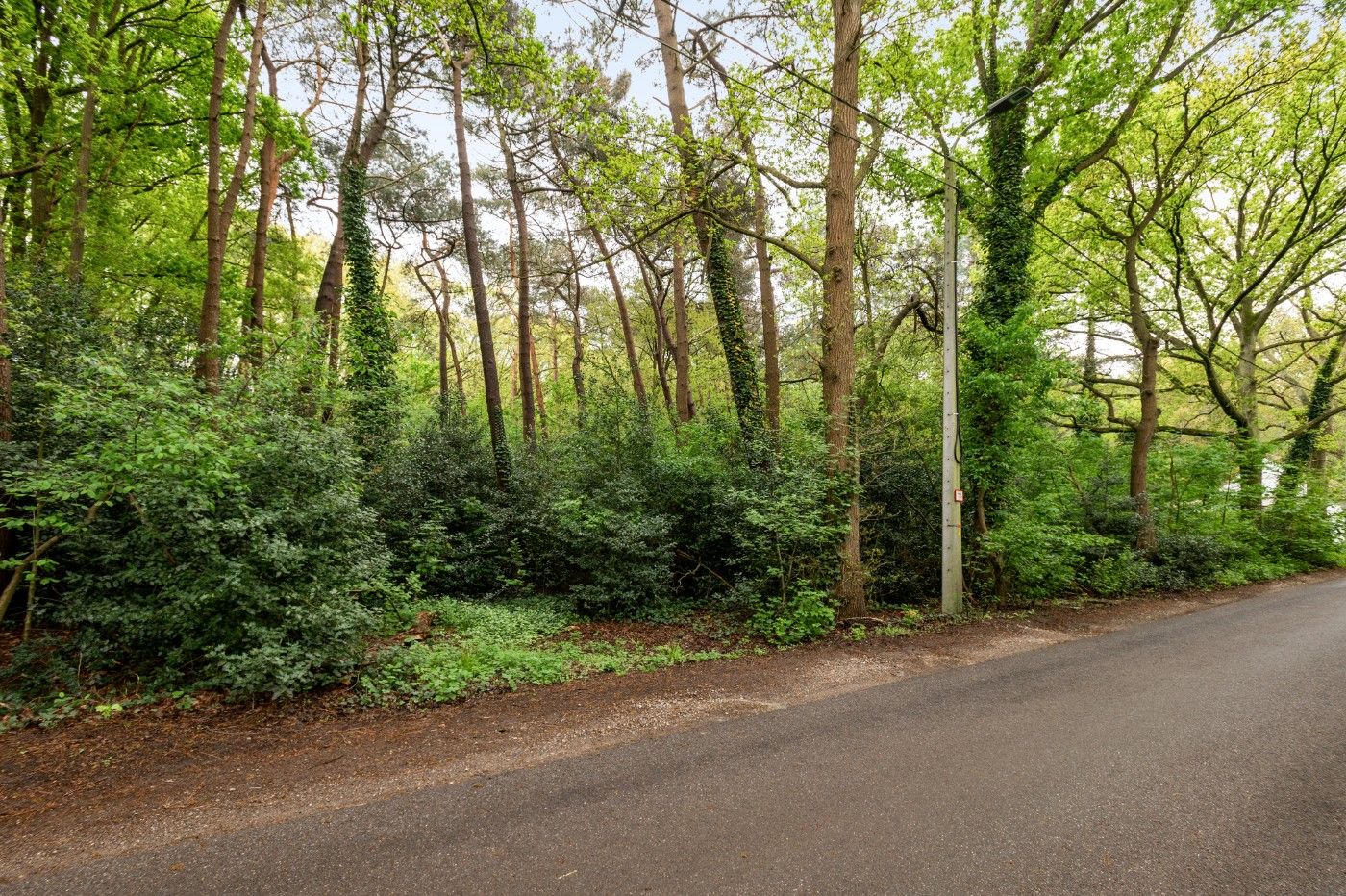 Perceel bosgrond van 1.000m² foto 2