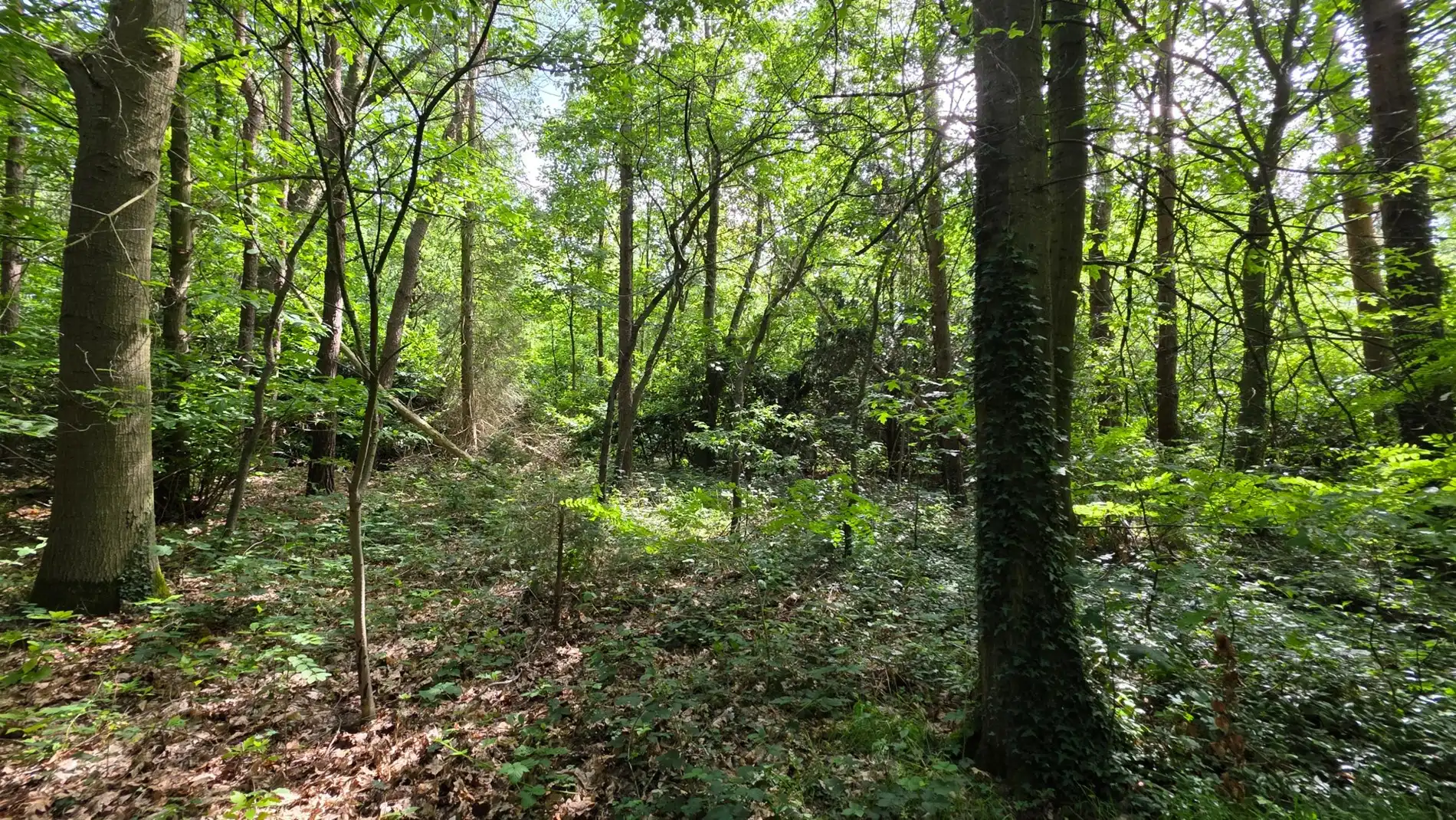 Rustig gelegen perceel bosgrond van 4.056 m² in groene omgeving te Tremelo foto 7