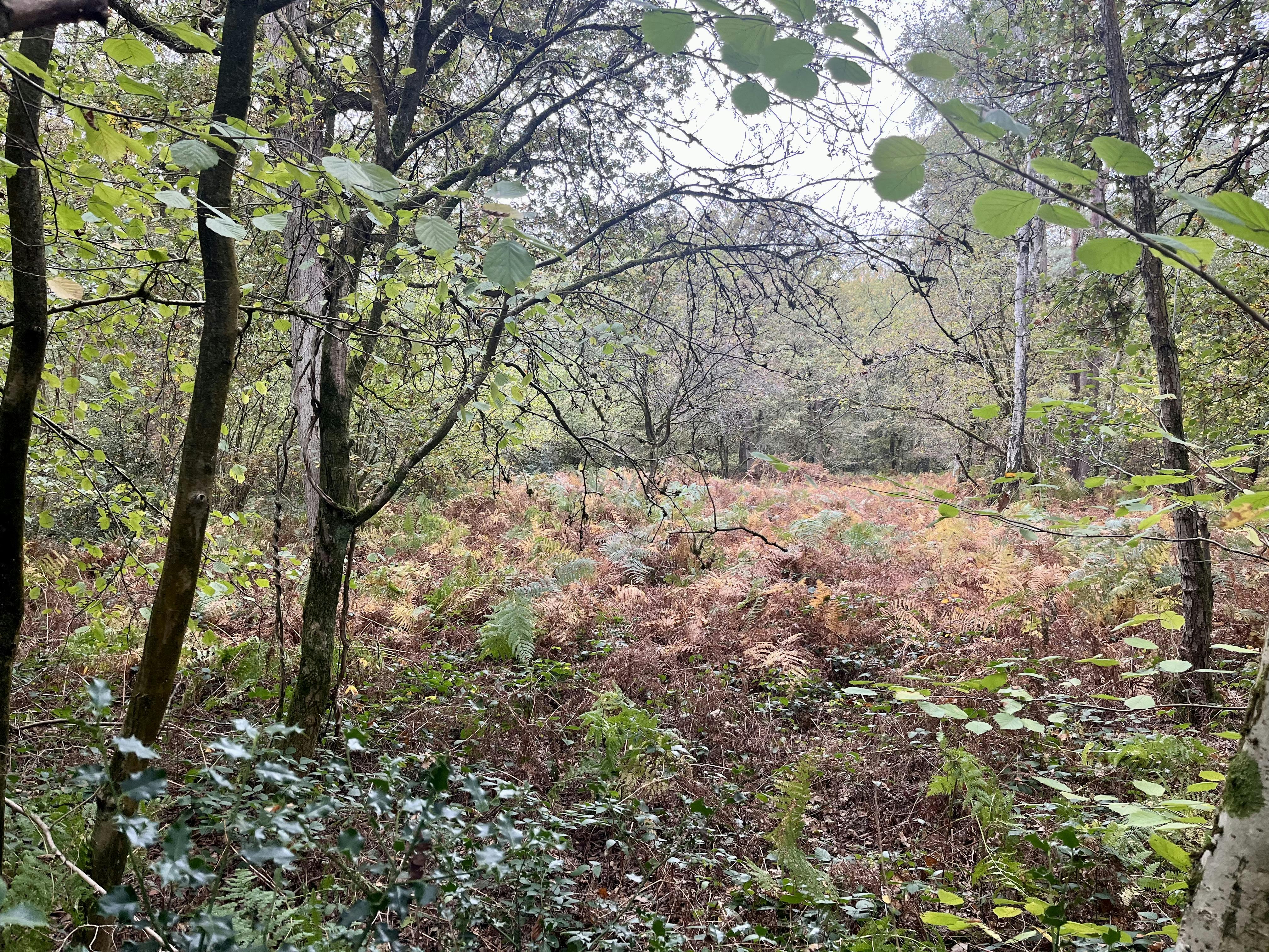 Perceel bosgrond te koop in Zoerselbos foto {{pictureIndex}}