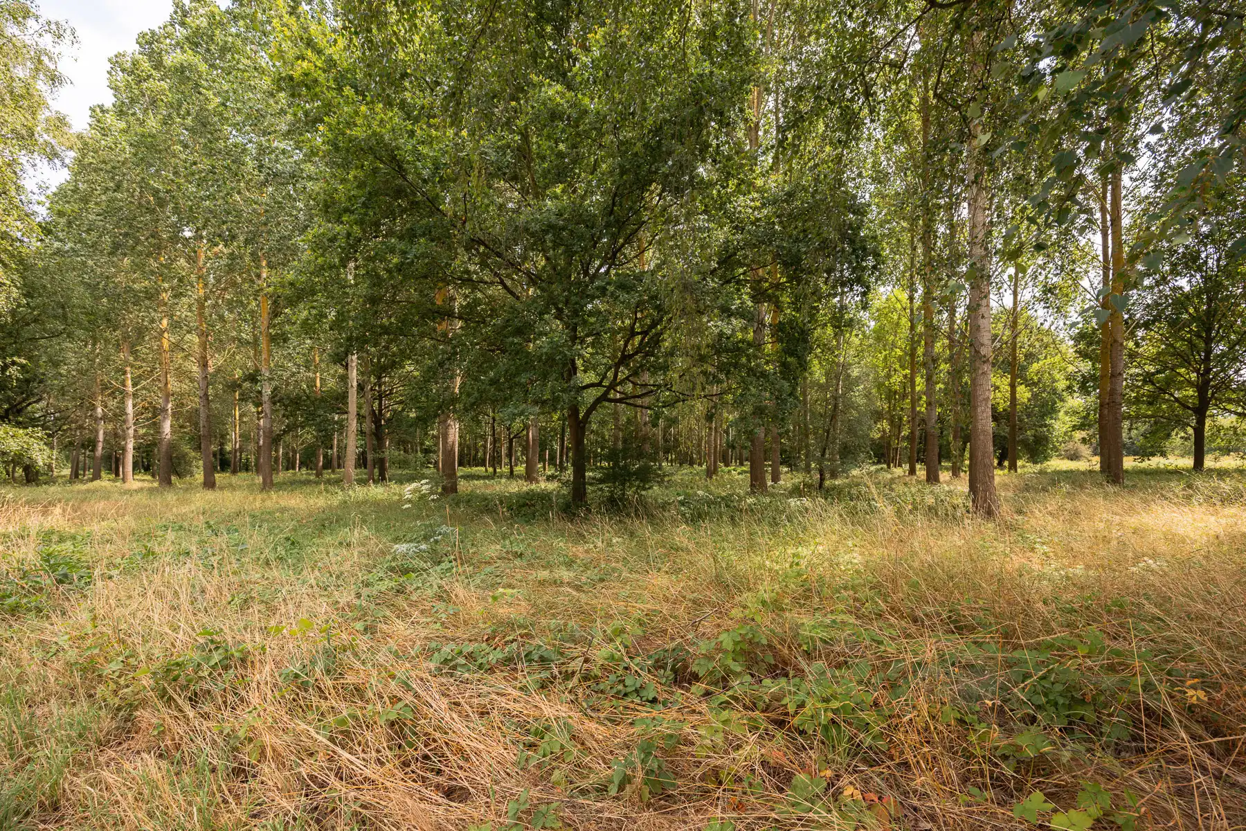 Bosgrond in een oase van groen foto 2