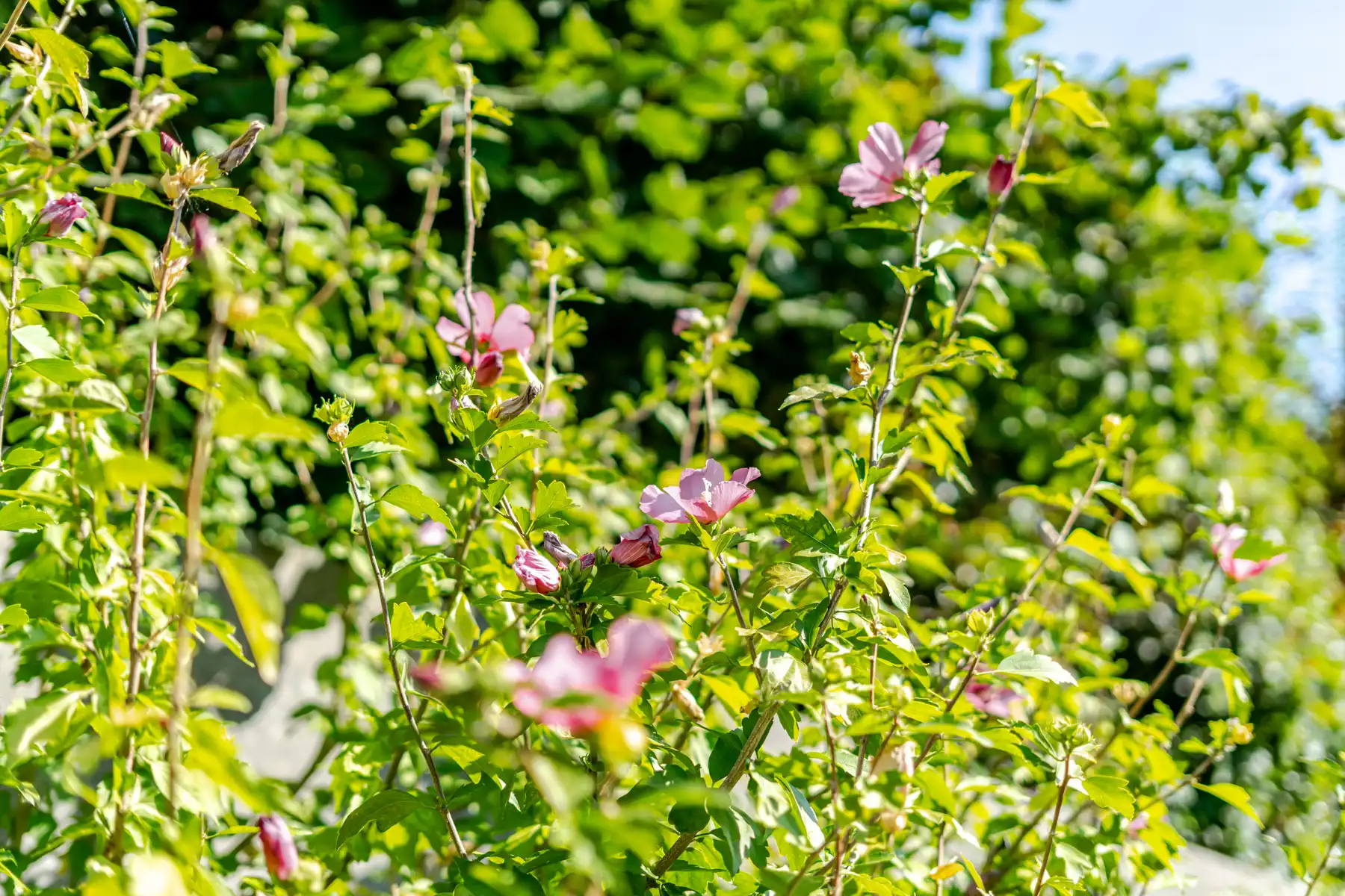 Kloeke woning met tuin! foto 24
