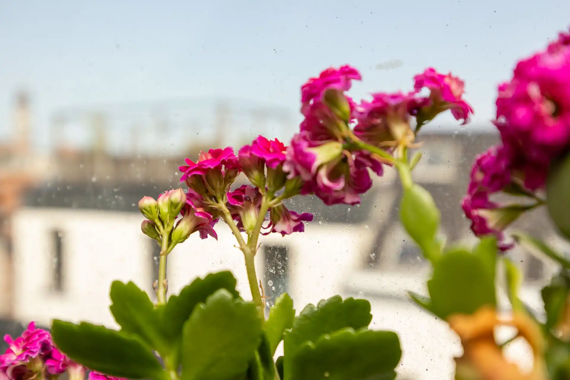 Ruime herenwoning  op Antwerpen-Zuid foto 48