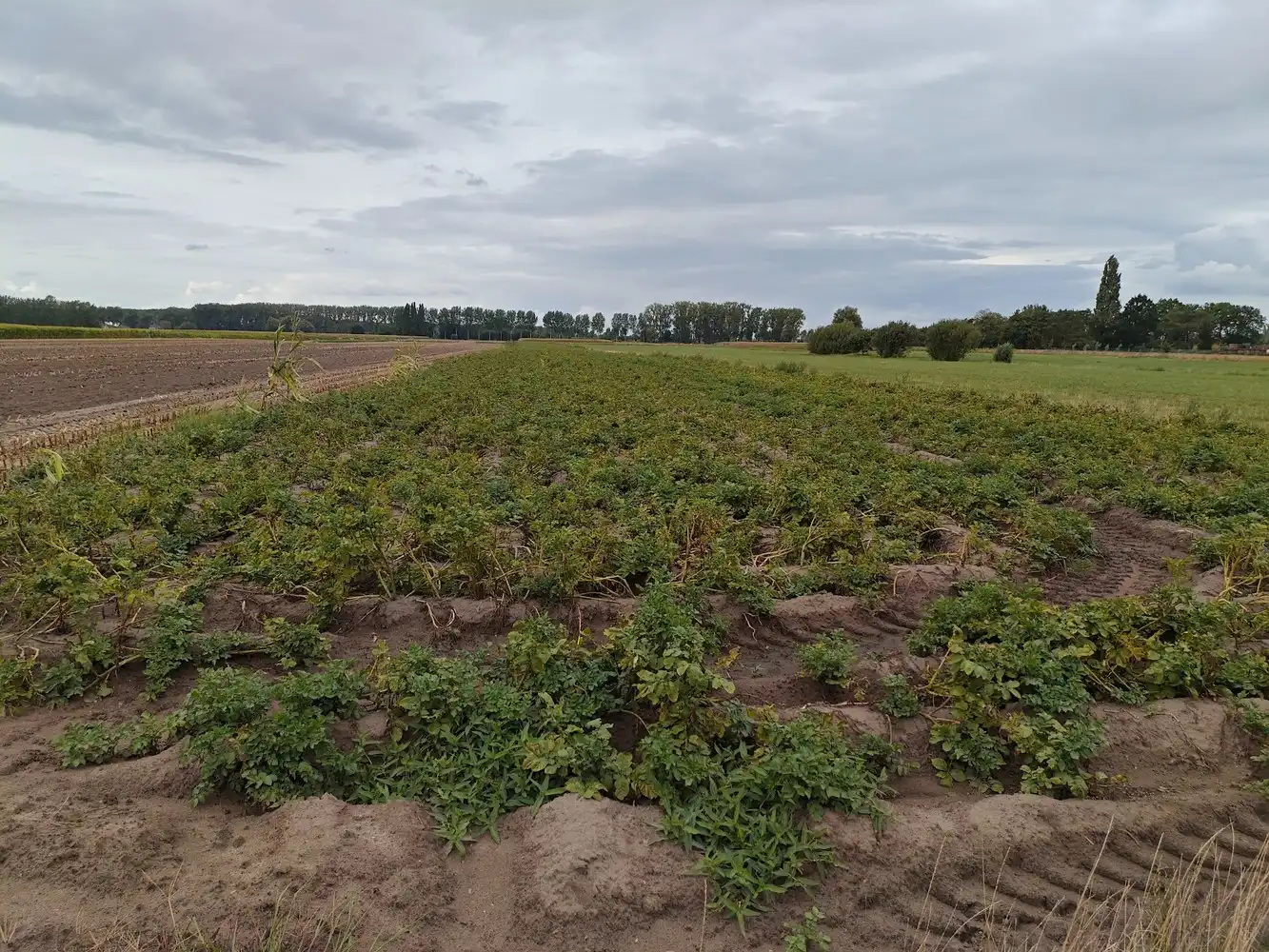 Te koop vrije landbouwgrond gelegen nabij Graafjansdijk foto 3