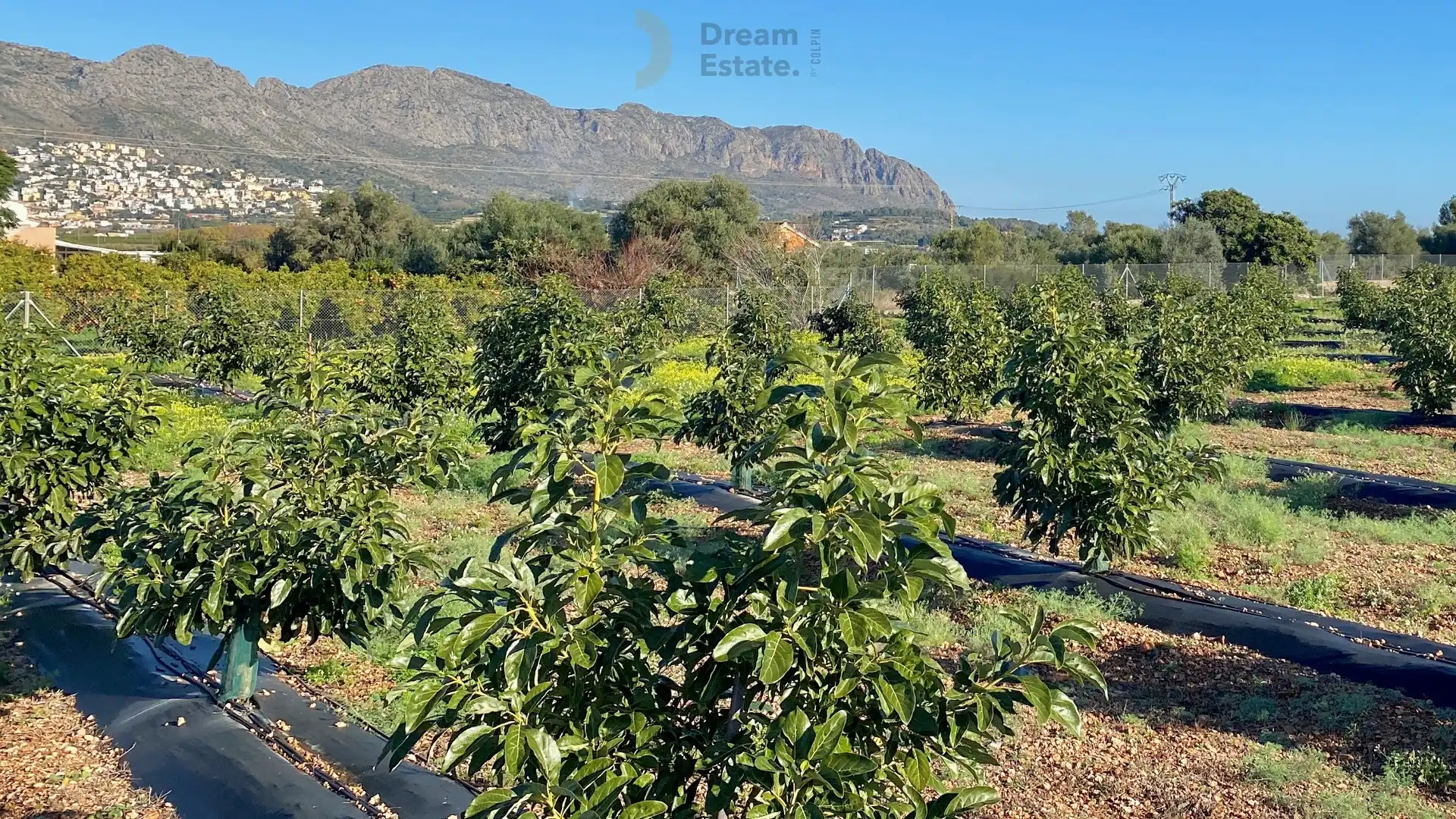 Villa Benidoleig – Exclusieve Nieuwbouwvilla met Avocadoplantage en Panoramisch Uitzicht Benidoleig, Costa Blanca foto 3