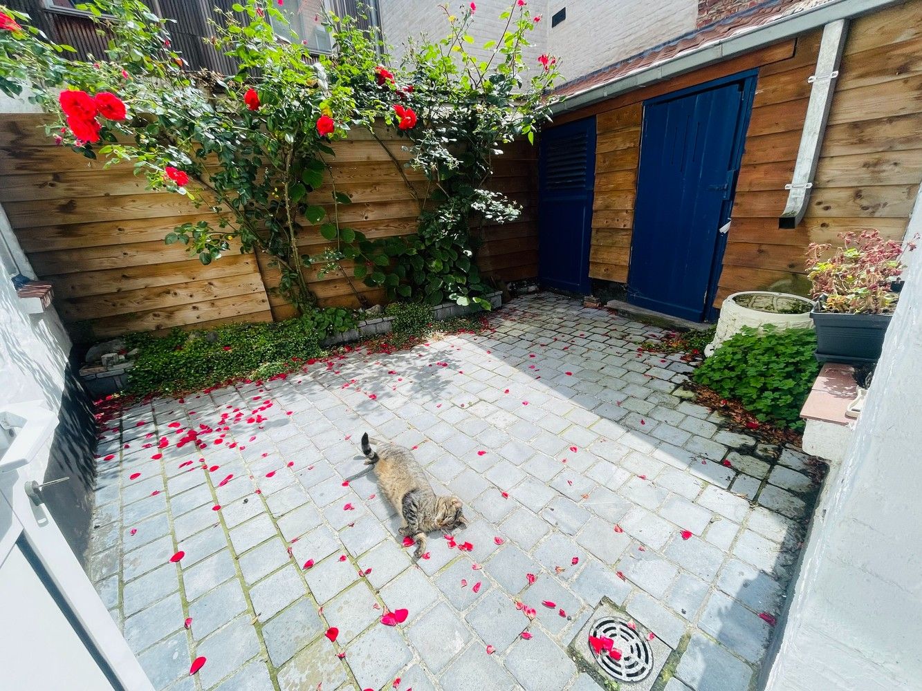 Brugge centrum, in verkeersarme straat  vlakbij 't Zand UITERST  CHARMANTE WONING met ZONNIGE  STADSPATIO en 2 grote slaapkamers. foto {{pictureIndex}}
