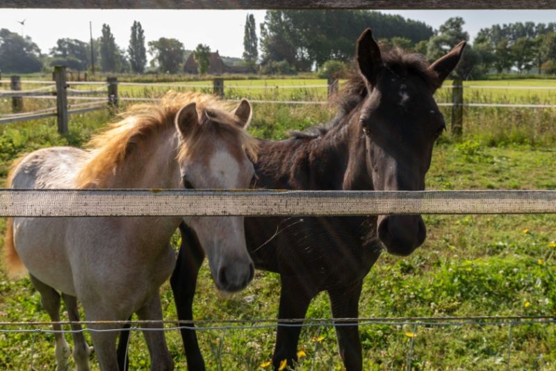 Groot-Diksmuide. Nieuwkapelle. Idyllisch gelegen charmante PAARDENHOEVE MET STALLINGEN, PADDOCK EN WEILAND gelegen in uitgestrekt natuurgebied en waterbeddingen.  UNIEK STUKJE PARADIJS foto 4