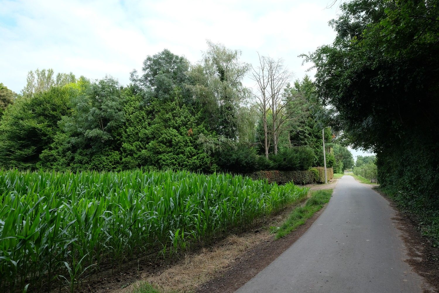 Uniek perceel met een charmante vakantiewoning midden in de natuur omgeven door een uitzonderlijke collectie van prachtige bomen. foto 7