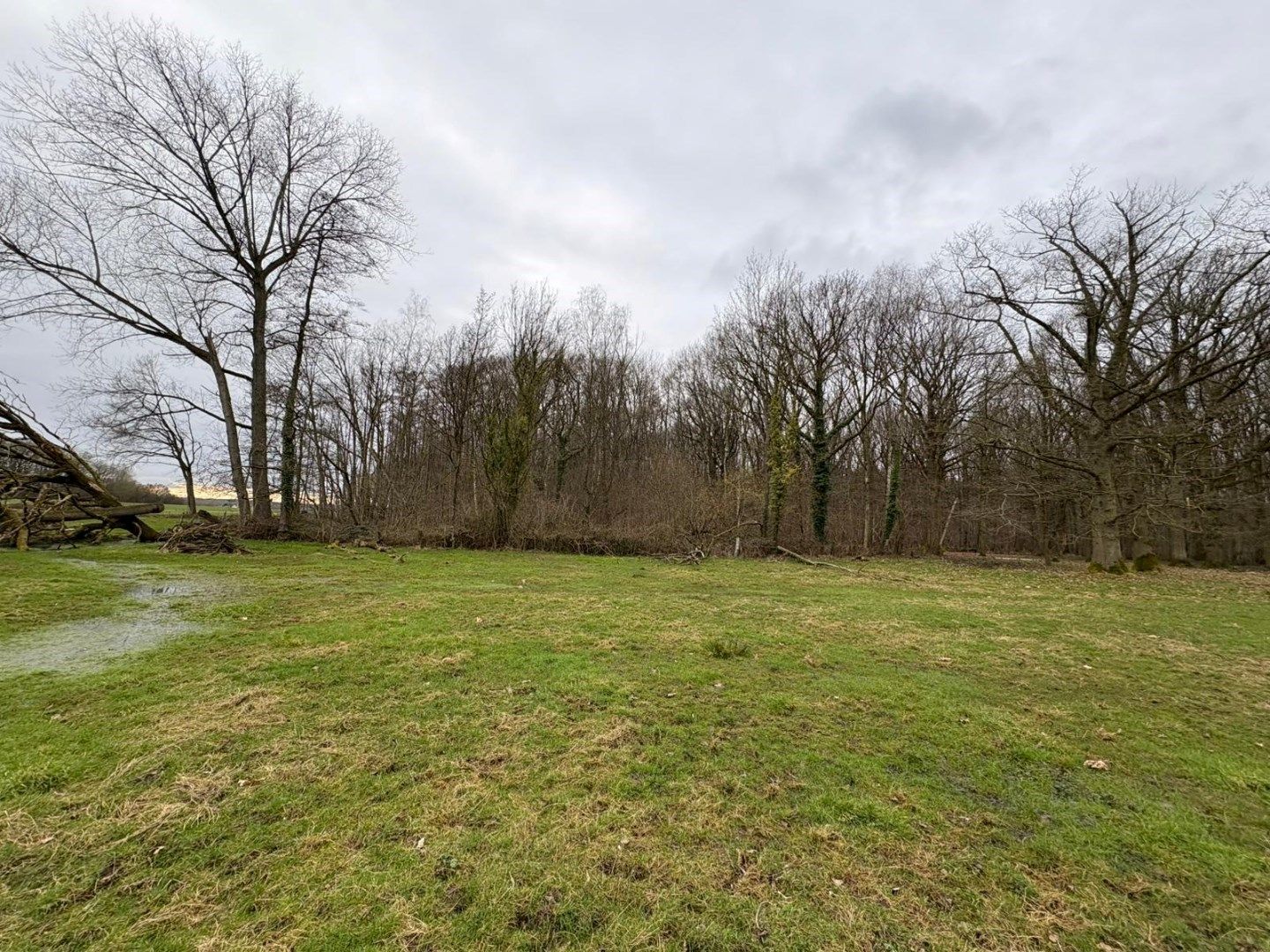 WEILAND - BOS - BOOMGAARD-HOOG foto 7