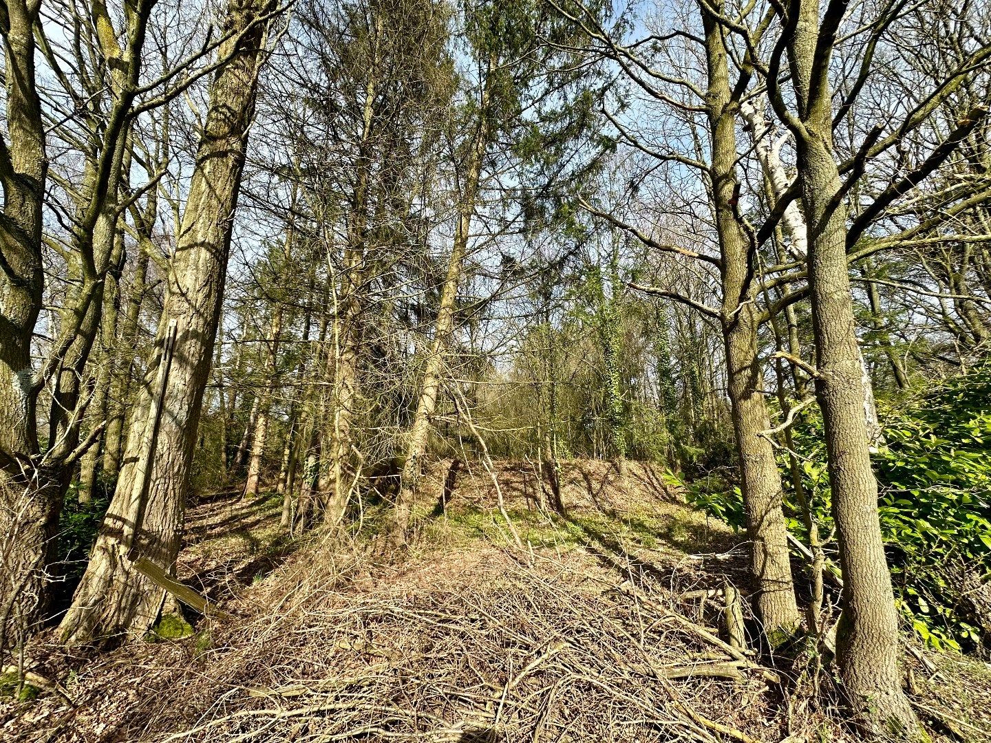 Gunstig gelegen WEILAND met een oppervlakte van 2975 m²  foto 2