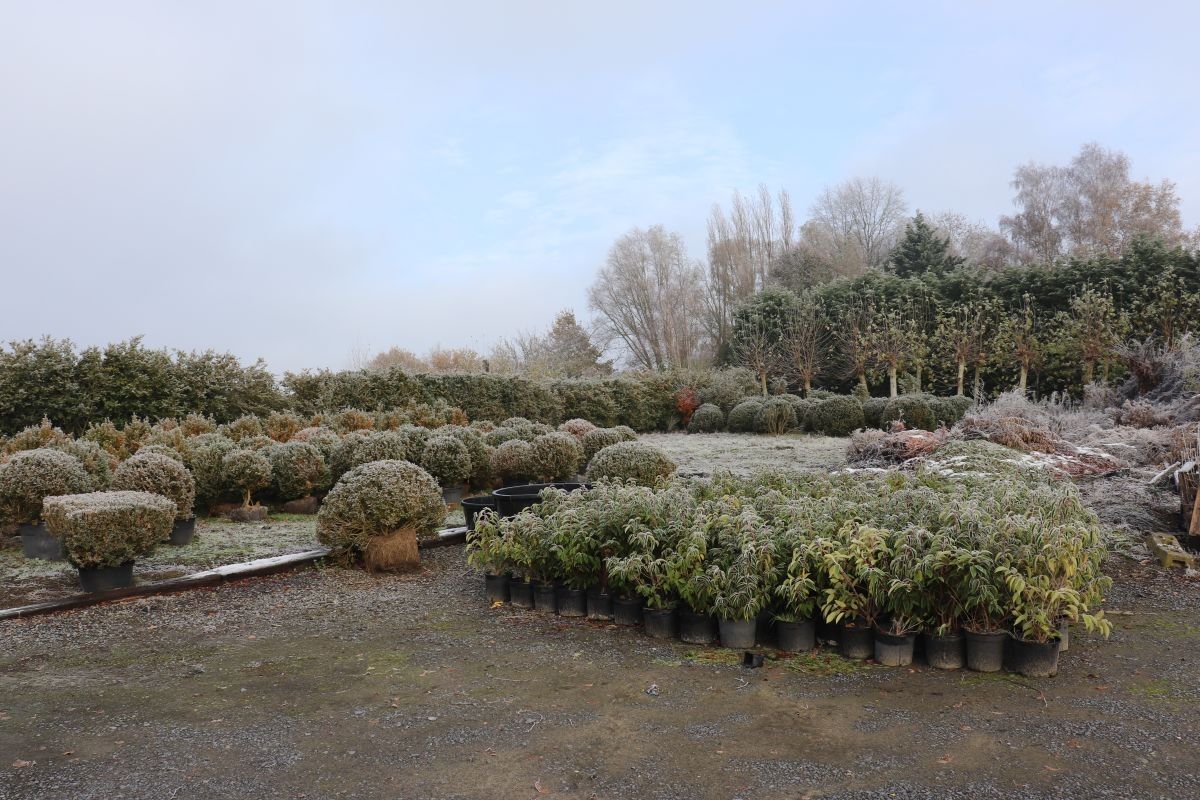 Plantenkwekerij te koop te Zwevegem foto 4