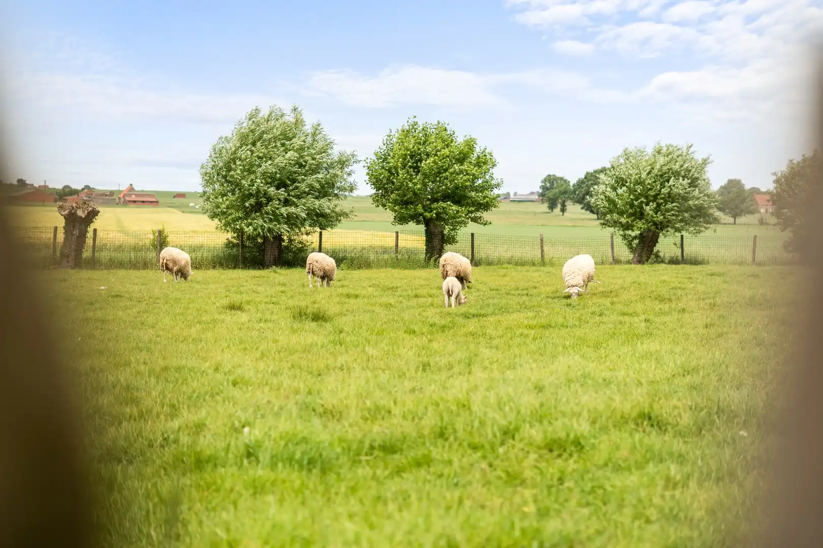Karaktervolle hoeve met schuur in Oostveld foto 4