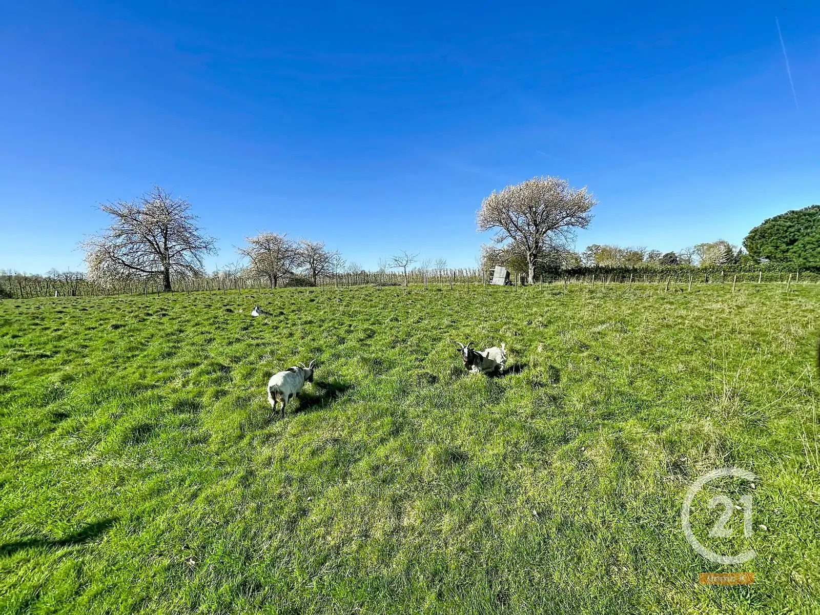 Knusse instapklare woning met ruime tuin en weide nabij E40 foto 30