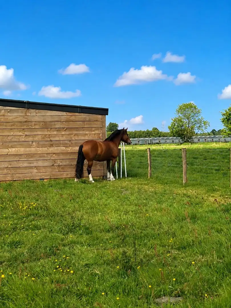 Rust, ruimte en landelijk wonen in Damme foto 11