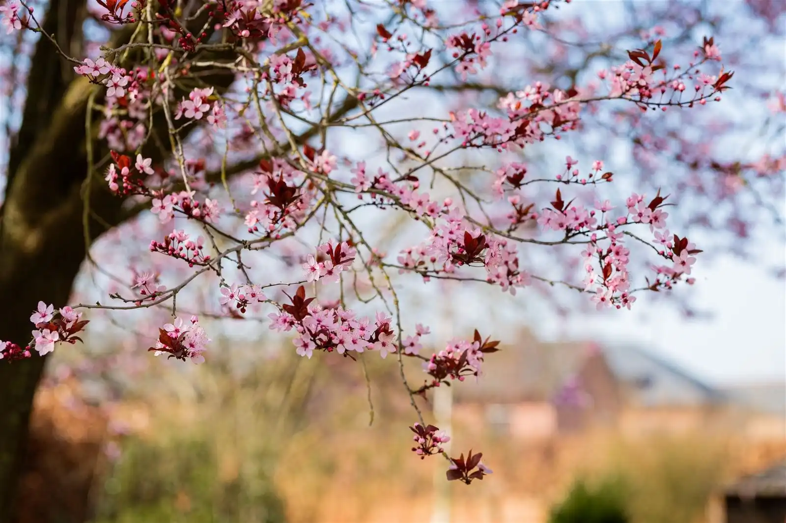 Rustig gelegen Villa met tuin op 22are60 foto 27