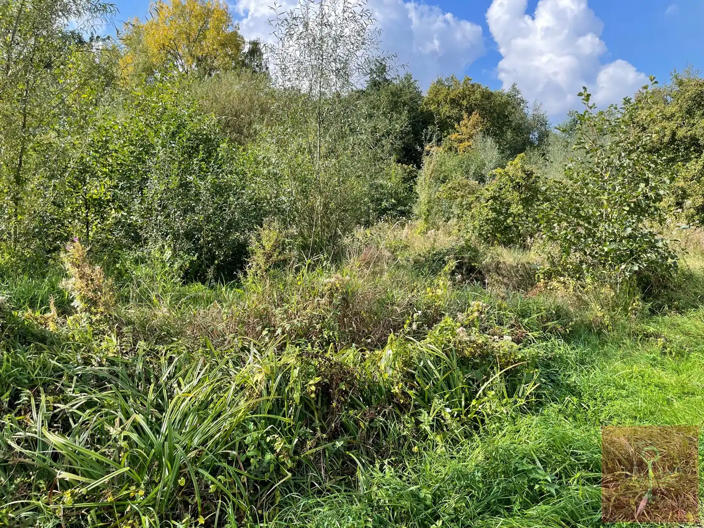 3 percelen, rustig gelegen, landbouwgrond te koop nabij natuurgebied - Houthalen-Helchteren foto 3