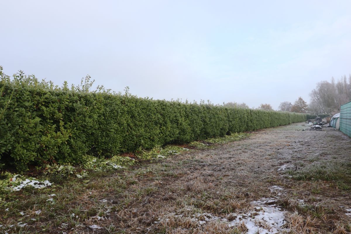 Plantenkwekerij te koop te Zwevegem foto 8