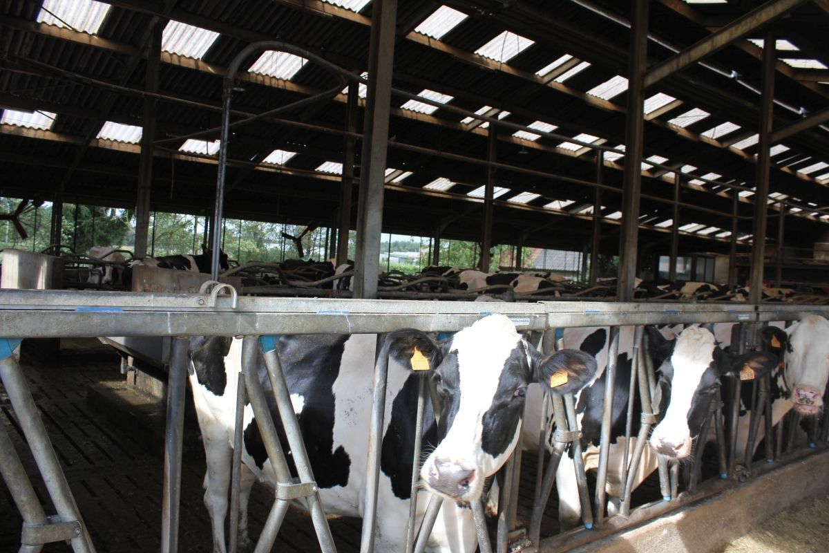 Melkveebedrijf met 38,70 ha grond te koop te Bocholt foto 2