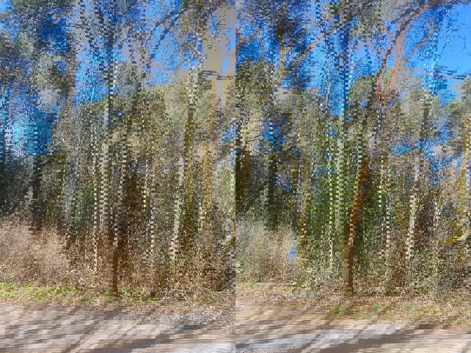 Perceel bosgrond gelegen aan verbindingsweg tussen Scheps en Schoor te Balen foto 3