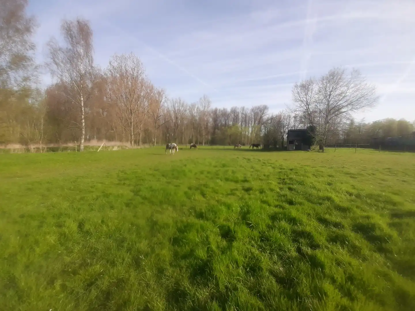 Weiland met paardenstallen op een opp. van 1,43ha foto 2