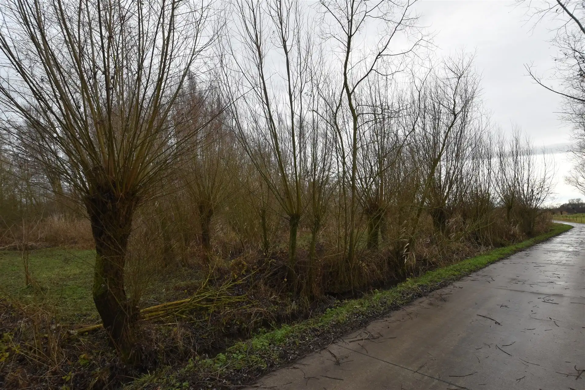 Prachtig stuk bosgrond in landelijke omgeving – Appels. foto 2